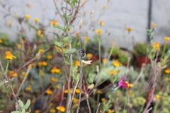 Anthophora marginata