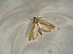 Helcystogramma triannulella