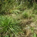 Sieglingia decumbens - Photo (c) Alice Shanks, algunos derechos reservados (CC BY-NC), subido por Alice Shanks