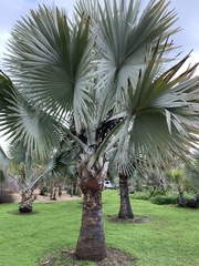 Bismarckia