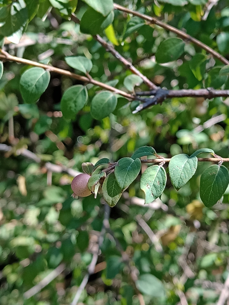 Symphoricarpos microphyllus