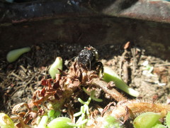 Xylocopa tabaniformis azteca