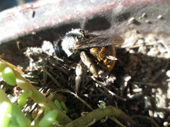 Xylocopa tabaniformis azteca