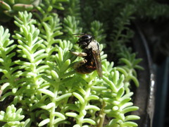 Xylocopa tabaniformis azteca
