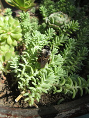Xylocopa tabaniformis azteca