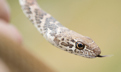 Masticophis flagellum piceus