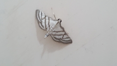 Ravanoa xiphialis