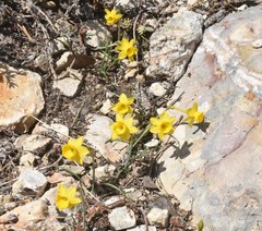 Narcissus assoanus