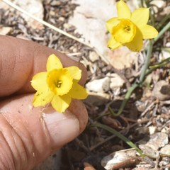 Narcissus assoanus