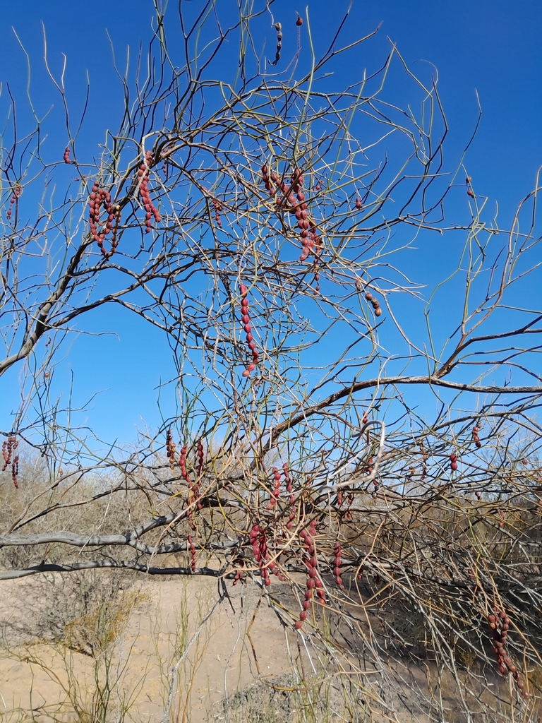 Prosopis argentina Burkart 4