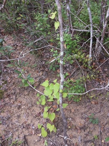 Dioscorea pteropoda image