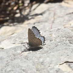 Pseudophilotes panoptes