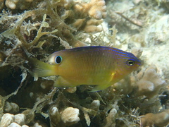 Spotted-Cheek Damselfish photo 5