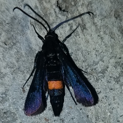 Synanthedon exitiosa