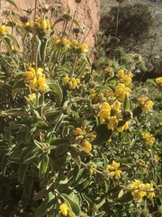 Phlomis platystegia