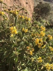 Phlomis platystegia