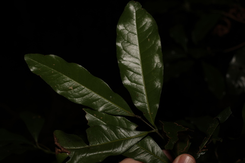Image of Beilschmiedia obtusifolia by (c) Greg Tasney, some rights reserved (CC BY-SA)