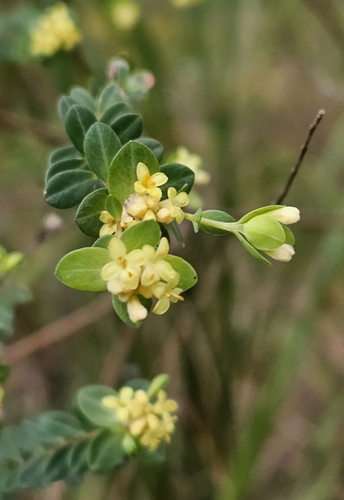 Image of Pimelea flava by (c) ianrainbow, some rights reserved (CC BY)