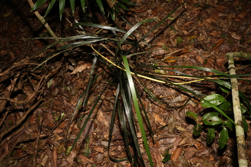 Image of Lomandra spicata by (c) Greg Tasney, some rights reserved (CC BY-SA)