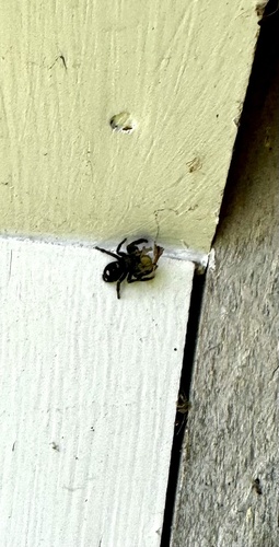 Bold Jumping Spider photographed in New Hampshire