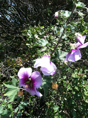 Malva subovata bicolor