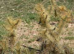 Cylindropuntia hystrix