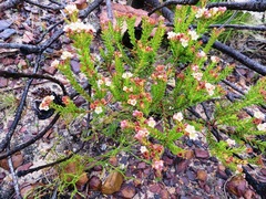Diosma oppositifolia