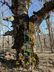 Quercus pyrenaica