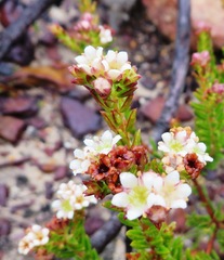 Diosma oppositifolia