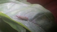 Ichthyobelus bellicosus