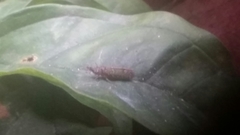 Ichthyobelus bellicosus