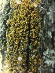 Lecanoromycetes