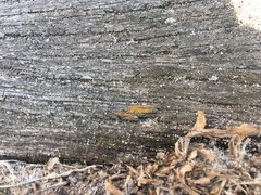 Lecanoromycetes