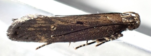 Eye-ringed Chionodes Moth and Allies photo 2
