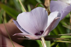 Calochortus uniflorus