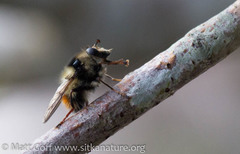 Criorhina bubulcus