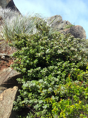 Pittosporum serpentinum