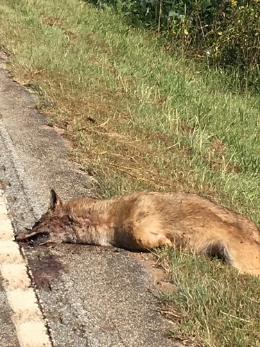 Coyote photographed in South Carolina