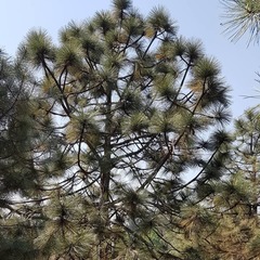 Pinus engelmannii