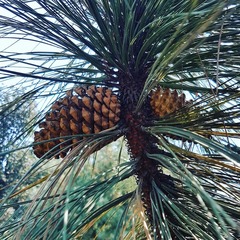 Pinus engelmannii