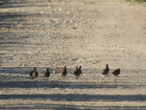Yucatan Bobwhite (Colinus nigrogularis), photo 10