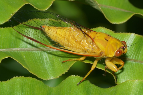April Green Cicada photo 4