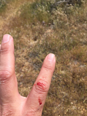 Masticophis flagellum piceus