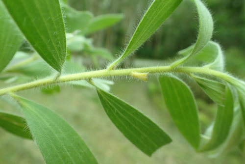 Melaleuca quinquenervia