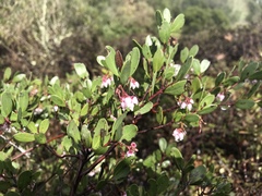 Arctostaphylos densiflora