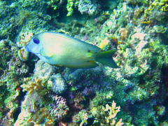 Ctenochaetus binotatus