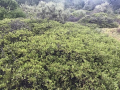 Arctostaphylos densiflora