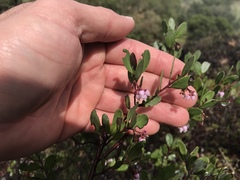Arctostaphylos densiflora