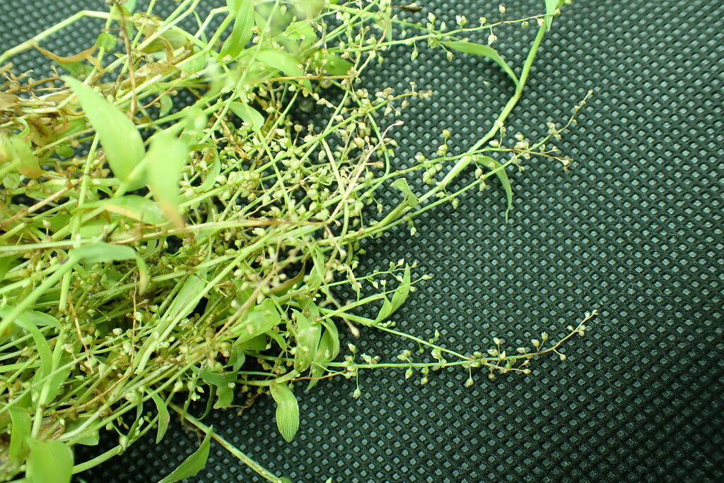 Isachne minutula (Isachne minutula)