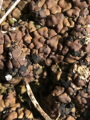 Psoraceae
